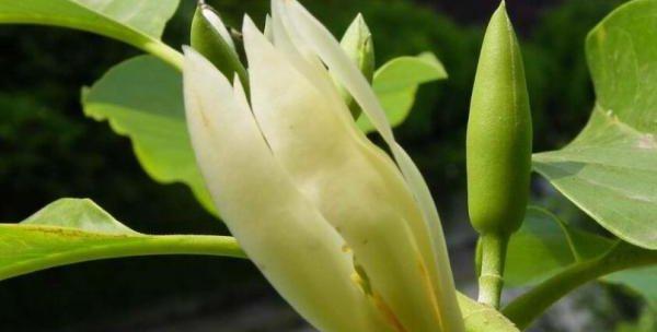 白兰花的种植与养护（打造优雅空间的白兰花，如何正确种植？）