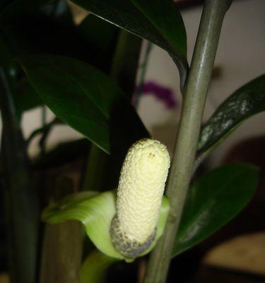 金钱树开花后怎样处理（金钱树开花的秘密与应对之策）