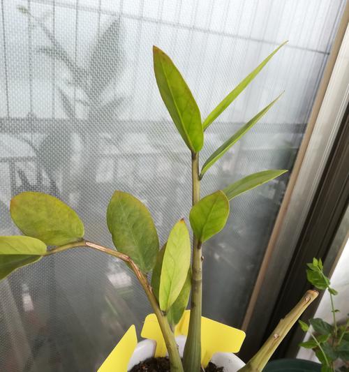 金钱树开花后怎样处理（金钱树开花的秘密与应对之策）