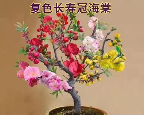 牡丹海棠的花期特点（探究牡丹海棠一年内开几次花及其生长习性）