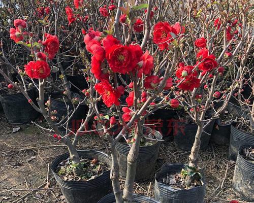 牡丹海棠的花期特点（探究牡丹海棠一年内开几次花及其生长习性）