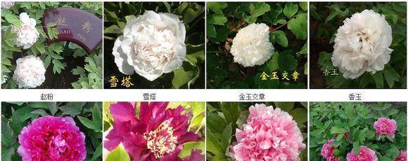 盛开在春天的花海，了解这些花品种与特点（从海棠到樱花，不一样的美丽与神秘）