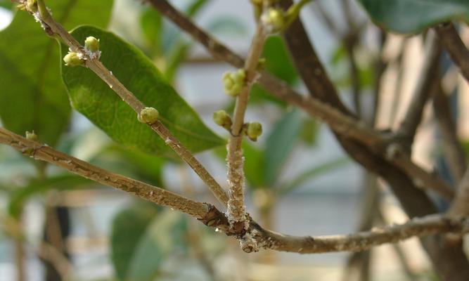 如何选取时间移栽桂花？（桂花移栽时间表及关键步骤）