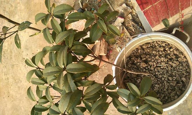 如何选取时间移栽桂花？（桂花移栽时间表及关键步骤）