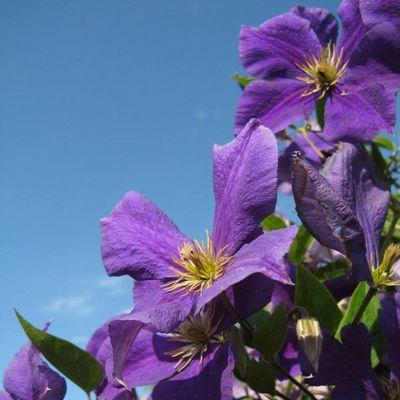 迷人的紫罗兰花（探秘紫罗兰花的色彩、形态、香气和寓意）