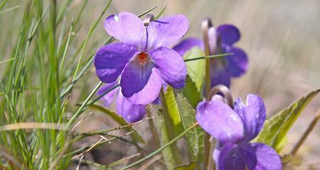 迷人的紫罗兰花（探秘紫罗兰花的色彩、形态、香气和寓意）