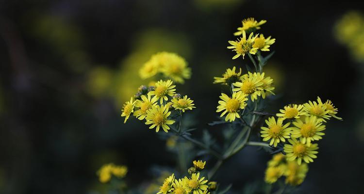 秋天菊花应该修剪吗？（掌握正确方法，让菊花健康成长）