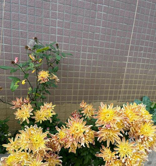 秋天菊花应该修剪吗？（掌握正确方法，让菊花健康成长）