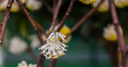 结香花的意义与象征（传承历史文化，感悟生命哲学）