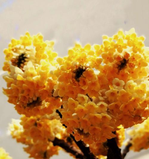 结香花的意义与象征（传承历史文化，感悟生命哲学）