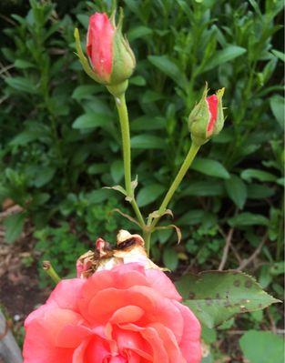 六月花海缤纷盛开（走进六月，感受花海的魅力）