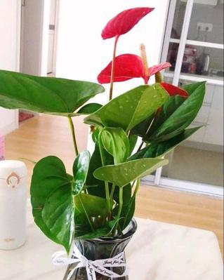 十种室内水养殖物（打造绿色家居，享受生活乐趣）