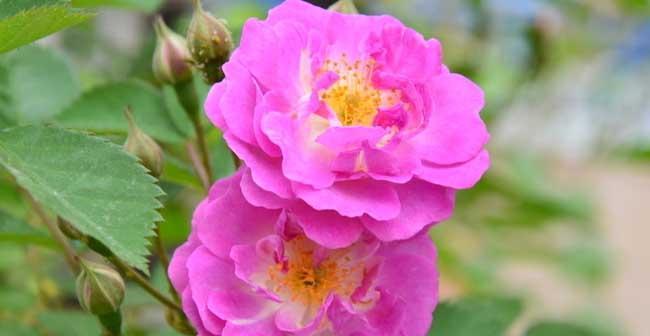 蔷薇花的生长特性及开花时间（探究蔷薇花的开花规律，了解蔷薇花开花的因素和条件）