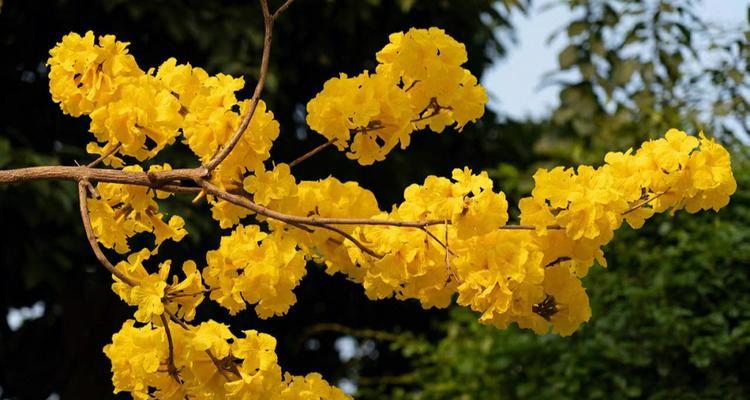 黄花风铃木花开时间及品种特色（探秘黄花风铃木，解析其美妙花期）