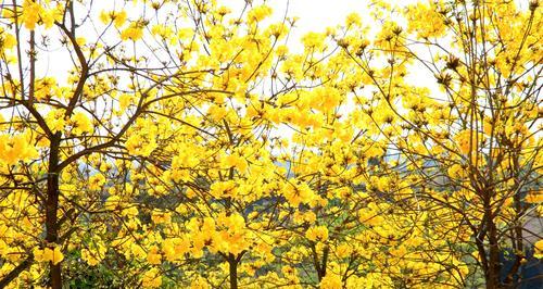 黄花风铃木花开时间及品种特色（探秘黄花风铃木，解析其美妙花期）