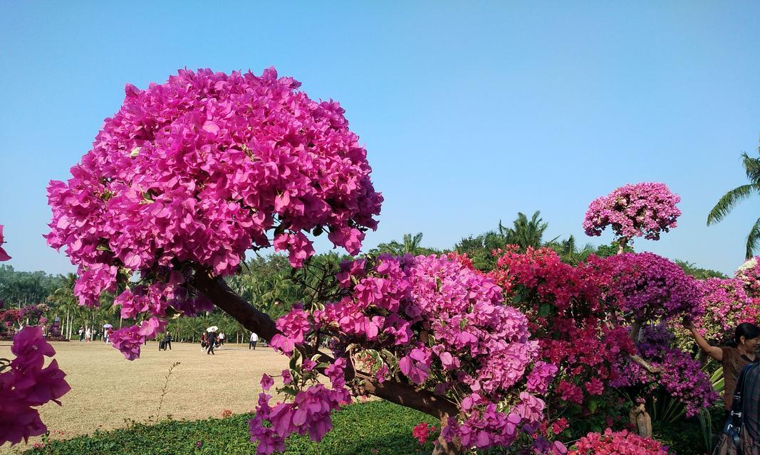 深圳市花的探秘（一朵绚烂的红花）