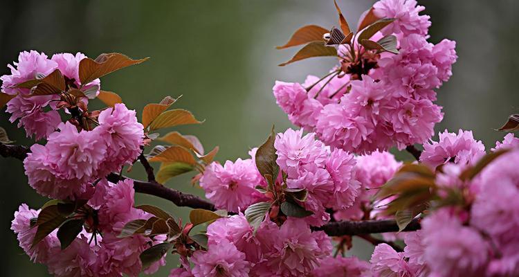樱花的美丽与哲学（日本国花樱花的寓意及文化价值）