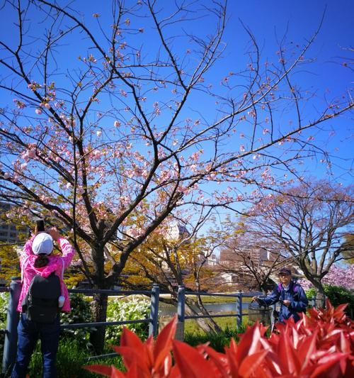 樱花的美丽与哲学（日本国花樱花的寓意及文化价值）