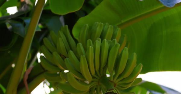 芭蕉的种植方法（如何在家中种植健康的芭蕉？）