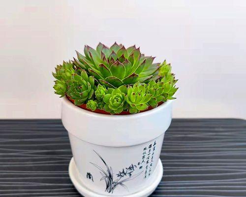 夏季多肉观音莲养护全攻略（夏日多肉养护技巧，助力观音莲美丽盛开）
