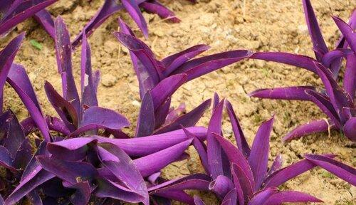 紫竹梅的养殖方法与注意事项（掌握紫竹梅的养护技巧，让它更加美丽健康）