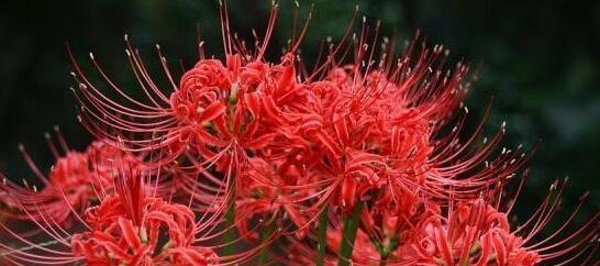 彼岸花的种植技巧（春末夏初，精致美丽绽放的彼岸花，让你轻松拥有鲜艳的花海）