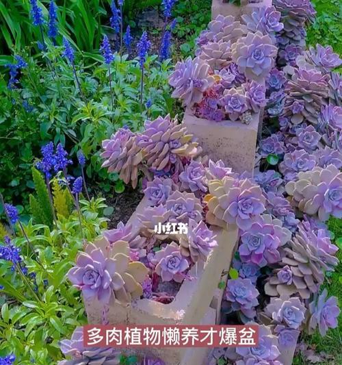 多肉植物养护全攻略