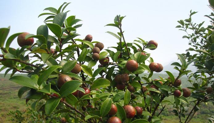 油茶树的种植技巧（打造高产优质的油茶果园，你需要了解这些）