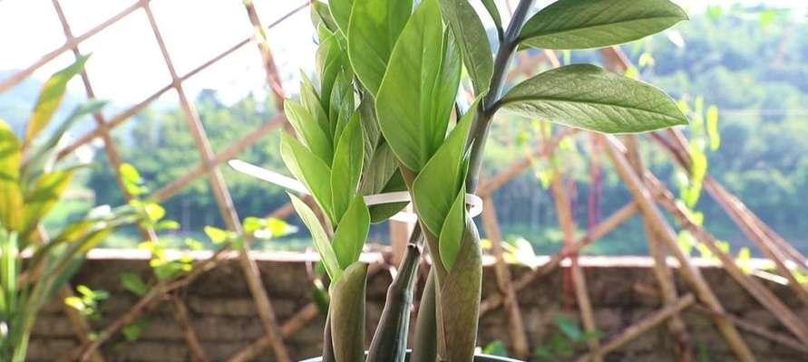 金钱树的养护方法（掌握这些关键点，让你的金钱树更茁壮生长！）