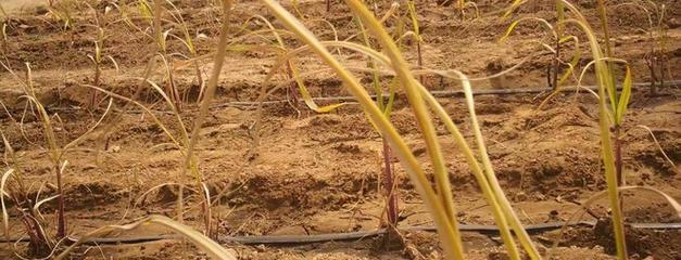 甘蔗种植指南（从种苗选择到收获技巧，让你轻松种出高产优质的甘蔗）