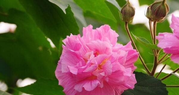 怎样让芙蓉花度过严寒冬季？（芙蓉花的适宜温度、防寒措施及养护技巧）