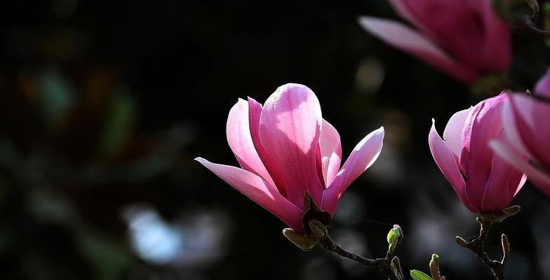 红玉兰花的寓意（探寻红玉兰花的象征意义）