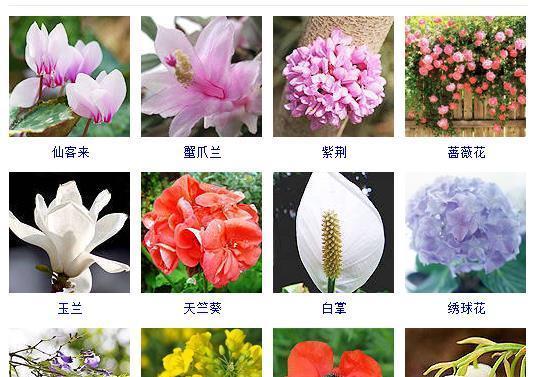 夏日花海（盛夏开放的绚烂花卉）