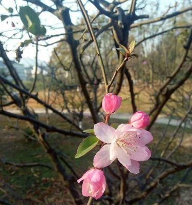 海棠十一月开花，到底正常吗？（探究海棠花开的时间及原因）