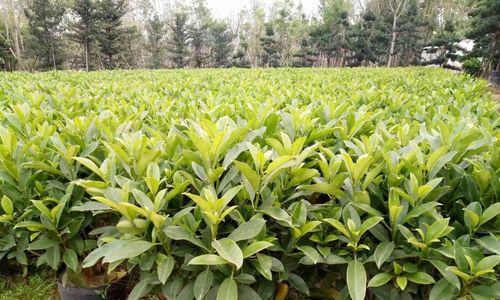 非洲茉莉的种植与养护（美丽芬芳的非洲茉莉品种及注意事项）