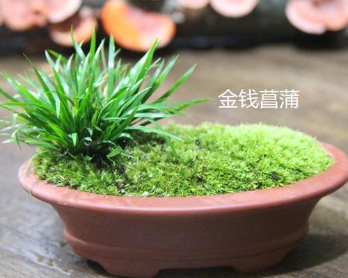 如何养护金钱菖蒲？（金钱菖蒲的种植与养护方法大全）