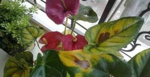 冬天红掌叶子干枯怎么办？（室内植物保养技巧）