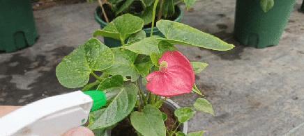 冬天红掌叶子干枯怎么办？（室内植物保养技巧）
