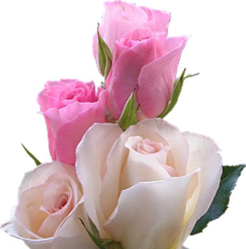 粉色玫瑰的寓意和象征意义（揭秘粉色玫瑰的花语和神秘性格）