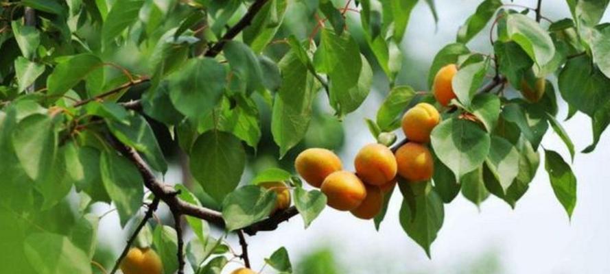 杏树冬季剪枝技巧（学会正确的杏树剪枝方式，让树冠更健康）