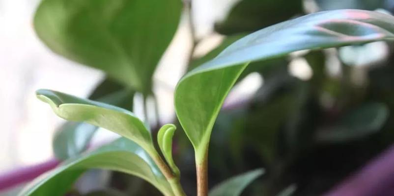不需要阳光又好养的花盆种植推荐（让你轻松打造宜家风格绿植空间）