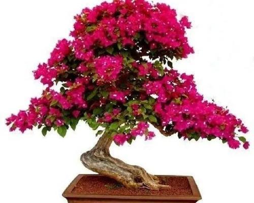 绿化花卉品种大全（美丽园林生态，从这些绿植开始）