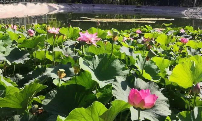 打造绿色水族馆——睡莲种植全攻略（从选种到养护，全面掌握睡莲种植的方法与技巧）