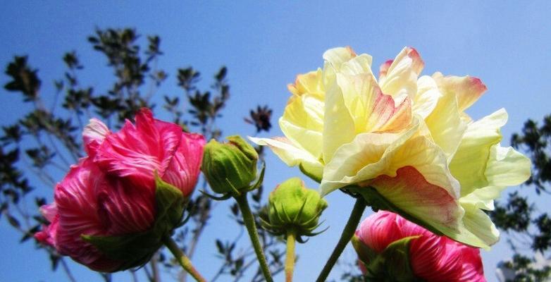 芙蓉花的养殖与施肥方法（一步步教你种出美丽的芙蓉花，以及正确的施肥方法）