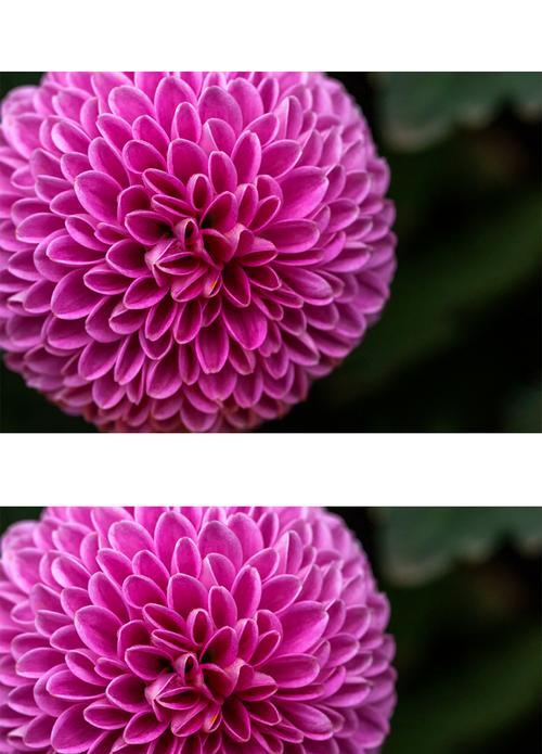 乒乓菊花谢后的养护方法（如何正确地打理乒乓菊花）