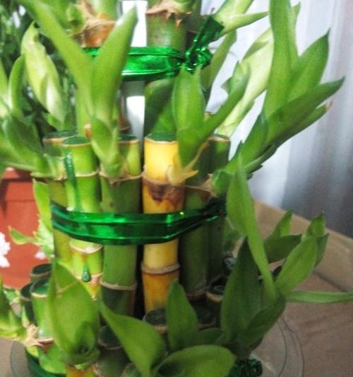 水养富贵竹的技巧与方法（打造一盆健康、茂盛的富贵竹）