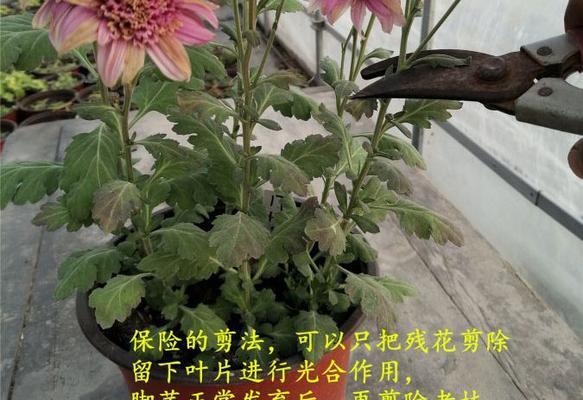 如何栽培与管理美丽的菊花（菊花栽培技术与管理实用指南）
