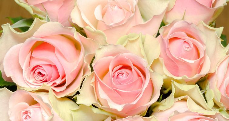 四朵玫瑰花的花语传递的深刻含义（探索四朵玫瑰花的秘密——一朵朵真挚的情感之源）