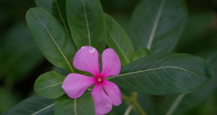 四季梅（四季梅的花语与寓意探析）