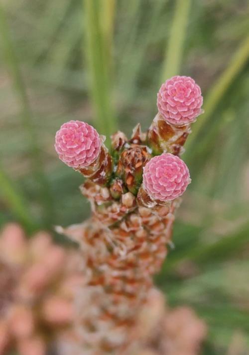 松树开花（寓意与象征、开花过程的奇迹和启示）